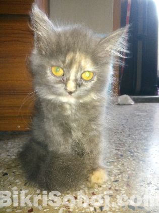 Grey Persian Calico kitten